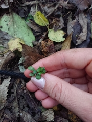 Parsonsia heterophylla