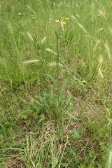 Crepis capillaris