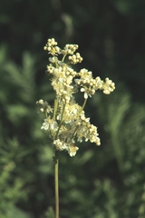Filipendula ulmaria