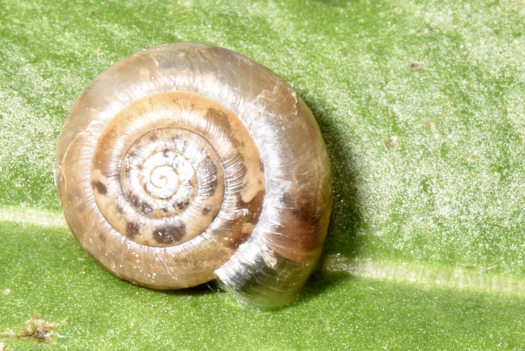 Trochulus clandestinus