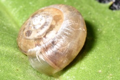 Trochulus clandestinus