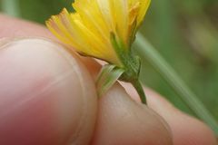 Crepis capillaris