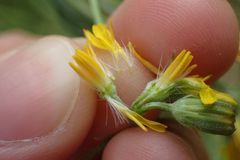 Crepis capillaris