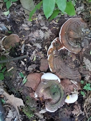 Ganoderma resinaceum