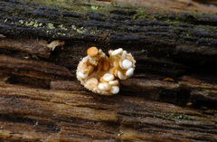 Nidularia deformis