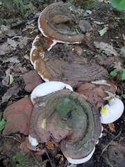Ganoderma resinaceum