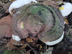 Ganoderma resinaceum