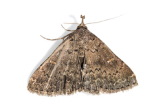 Hypenula cacuminalis