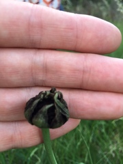 Microbotryum tragopogonis-pratensis