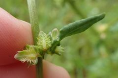 Rumex pulcher