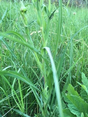 Microbotryum tragopogonis-pratensis