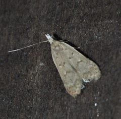 Dichomeris punctidiscellus