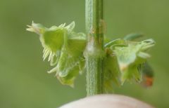 Rumex pulcher