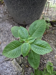 Impatiens balfourii