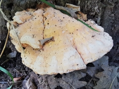 Laetiporus sulphureus