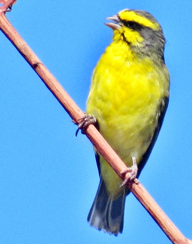 Yellow-fronted Canary