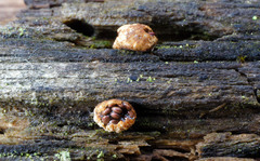 Nidularia deformis