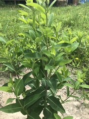 Apocynum × floribundum