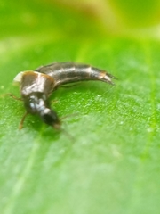 Staphylinidae