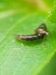 Staphylinidae