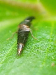 Staphylinidae