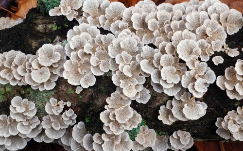 Plicatura crispa nuotrauka