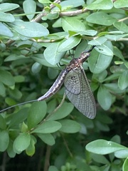 Hexagenia bilineata