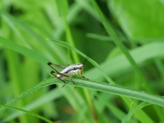 Pachytrachis gracilis