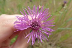 Centaurea jacea