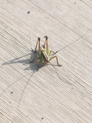 Pachytrachis gracilis