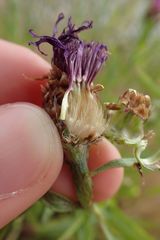 Centaurea jacea