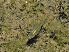 Gambusia affinis