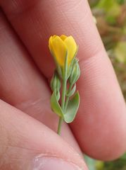 Blackstonia perfoliata