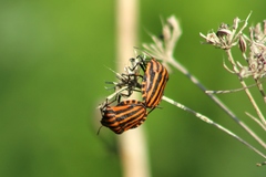 Graphosoma italicum italicum