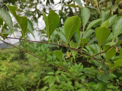 Ilex aculeolata