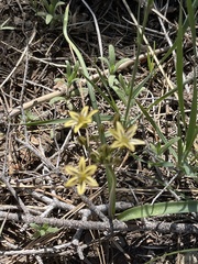 Triteleia