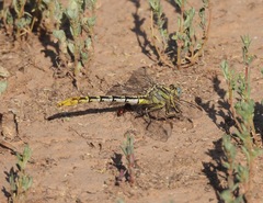 Phanogomphus militaris