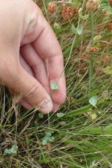 Blackstonia perfoliata