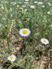 Erigeron tracyi