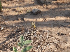 Phanogomphus militaris