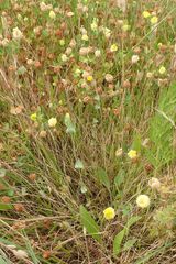Blackstonia perfoliata