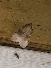 Basacallis tarachodes