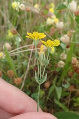 Blackstonia perfoliata