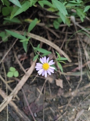 Aster pekinensis