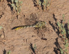 Phanogomphus militaris