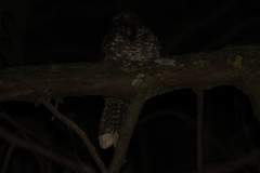 Antrostomus arizonae