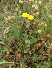 Blackstonia perfoliata