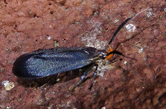 Dichomeris nonstrigella