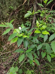 Litsea cubeba