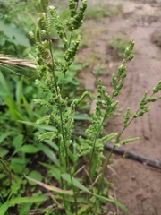 Beckmannia syzigachne